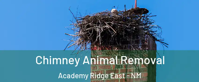 Chimney Animal Removal Academy Ridge East - NM