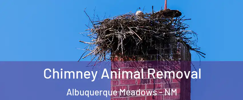 Chimney Animal Removal Albuquerque Meadows - NM