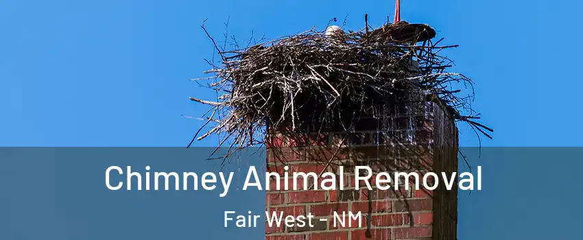 Chimney Animal Removal Fair West - NM