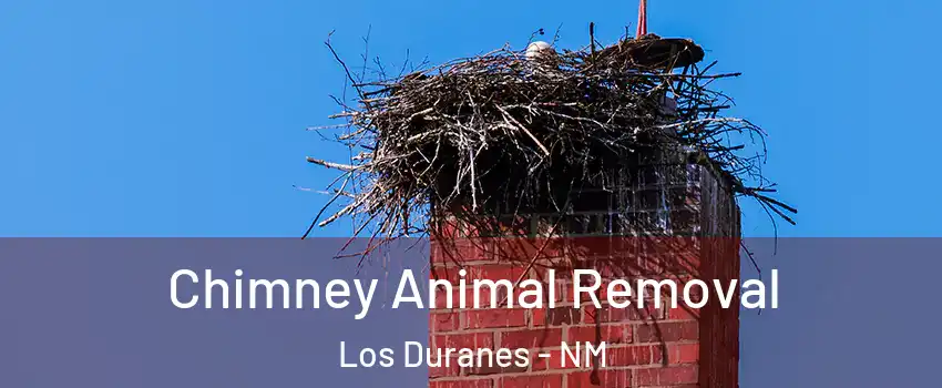 Chimney Animal Removal Los Duranes - NM