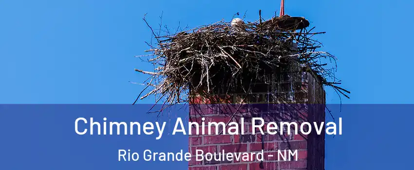 Chimney Animal Removal Rio Grande Boulevard - NM