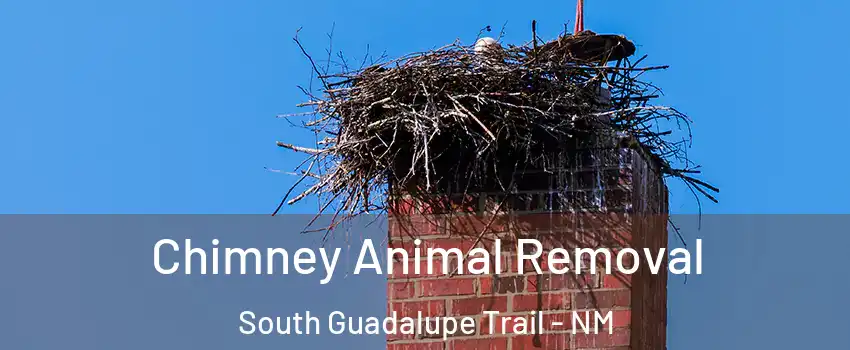 Chimney Animal Removal South Guadalupe Trail - NM