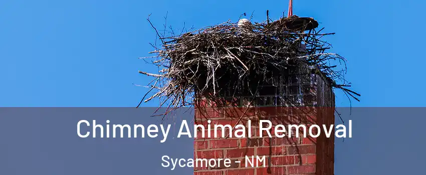 Chimney Animal Removal Sycamore - NM