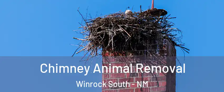 Chimney Animal Removal Winrock South - NM