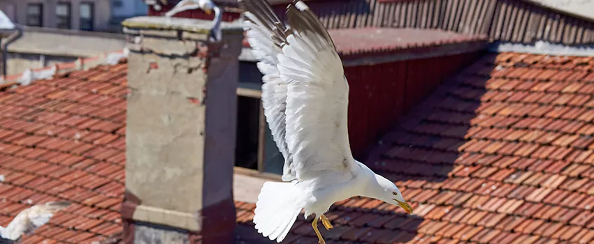 Residential Chimney Animal Removal Solution in The Quail Springs, NM